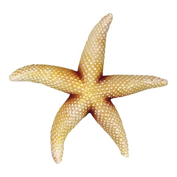 Charlotte International Other - Sea Star Tan Starfish Wall Decor 9 Inch Resin Plaque